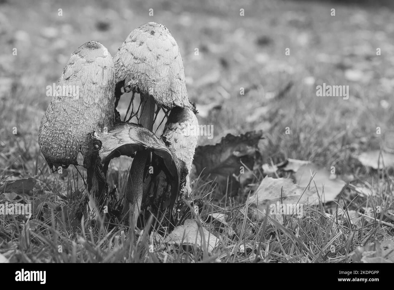 un groupe de vieux crénlage pris en noir et blanc, dans une prairie en décomposition. Le champignon est moisi et en décomposition. Photo de la nature d'un pré Banque D'Images