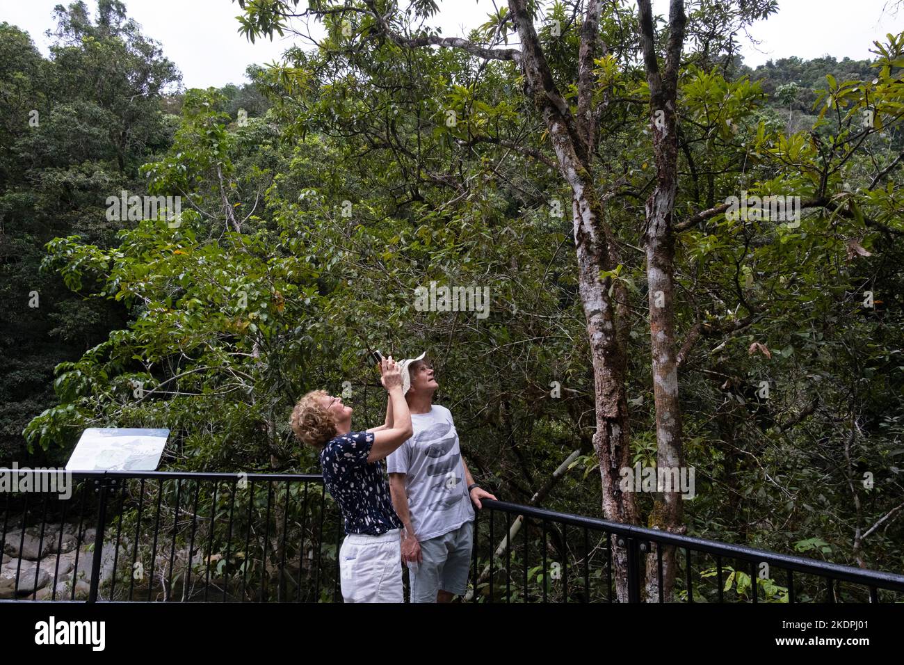 Touristes dans la gorge de Mossman, parc national de Daintree, Queensland, Australie Banque D'Images