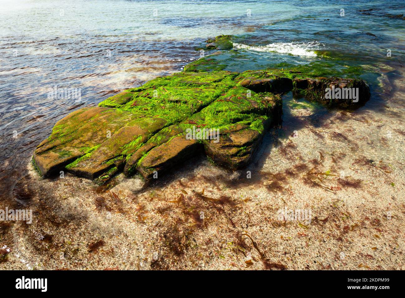 Rock avec des algues qui poussent dessus, Orkney, Royaume-Uni Banque D'Images