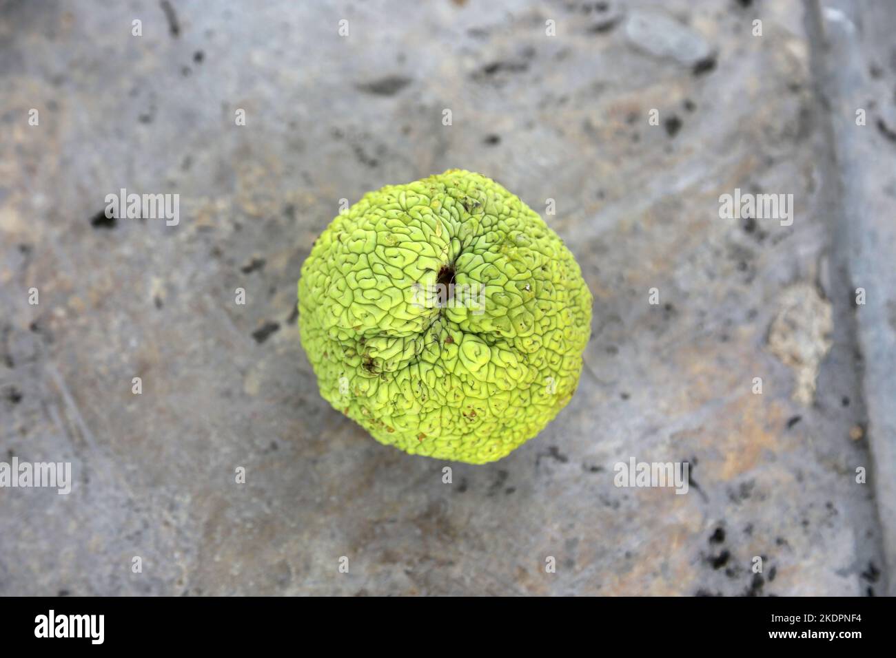 Osage Orange (Maclura pomifera) - en fait un membre de la famille des mûriers. Centre historique, Boukhara, province de Boukhara, Ouzbékistan, Asie centrale Banque D'Images