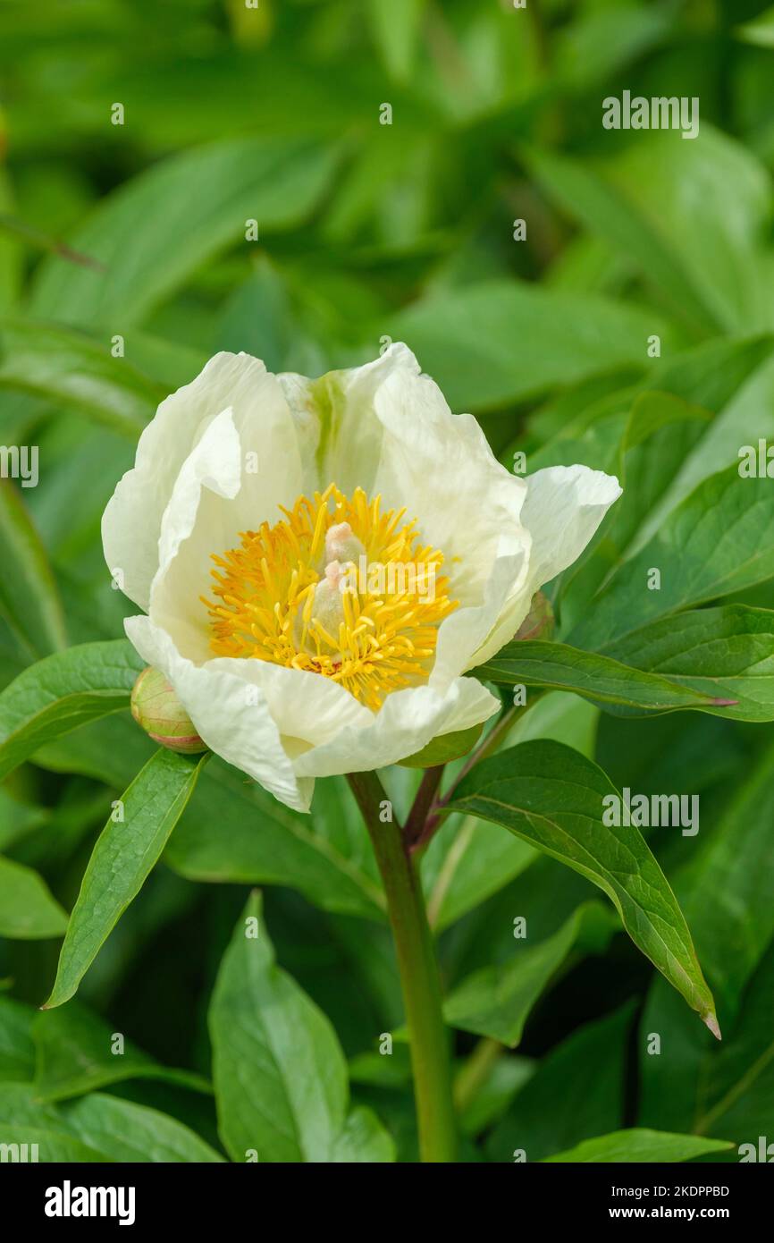 Jan Van Leeuwen Peony, Paeonia lactiflora «Jan van Leeuwen». Fleurs blanches, centres jaunes Banque D'Images