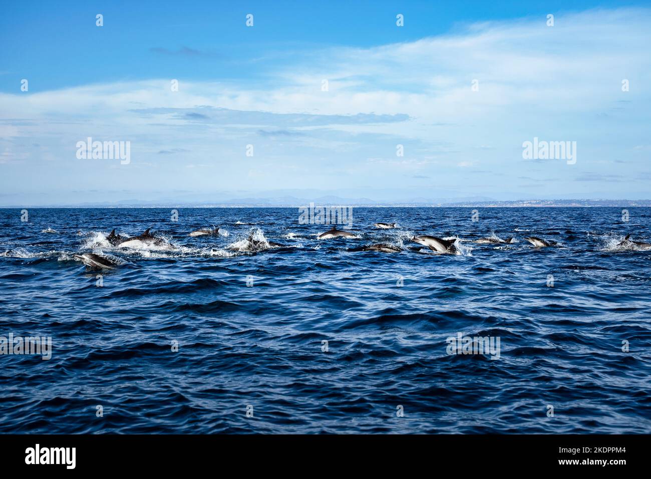 Gousse commune de dauphin bondissant dans l'océan bleu clair avec la côte de San Diego en arrière-plan. Excursions d'observation des baleines en Californie, États-Unis. Réserve naturelle Banque D'Images