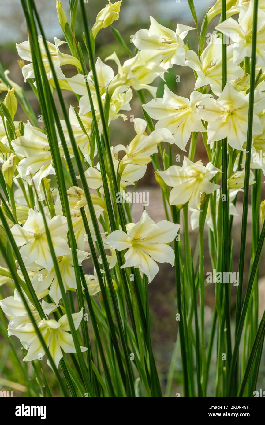 Gladiolus tristis var. Concolor, gladiolus à floraison constante, marais afrikaner, Lily à épée à fleurs tristes, fleur du soir Banque D'Images