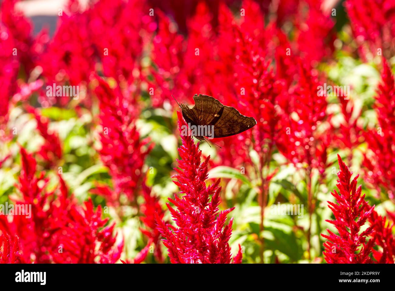 Un papillon repose sur une belle celosia rouge en fleurs Banque D'Images
