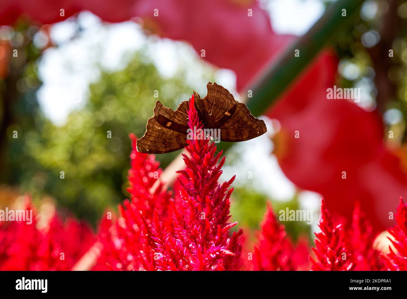 Un papillon repose sur une belle celosia rouge en fleurs Banque D'Images