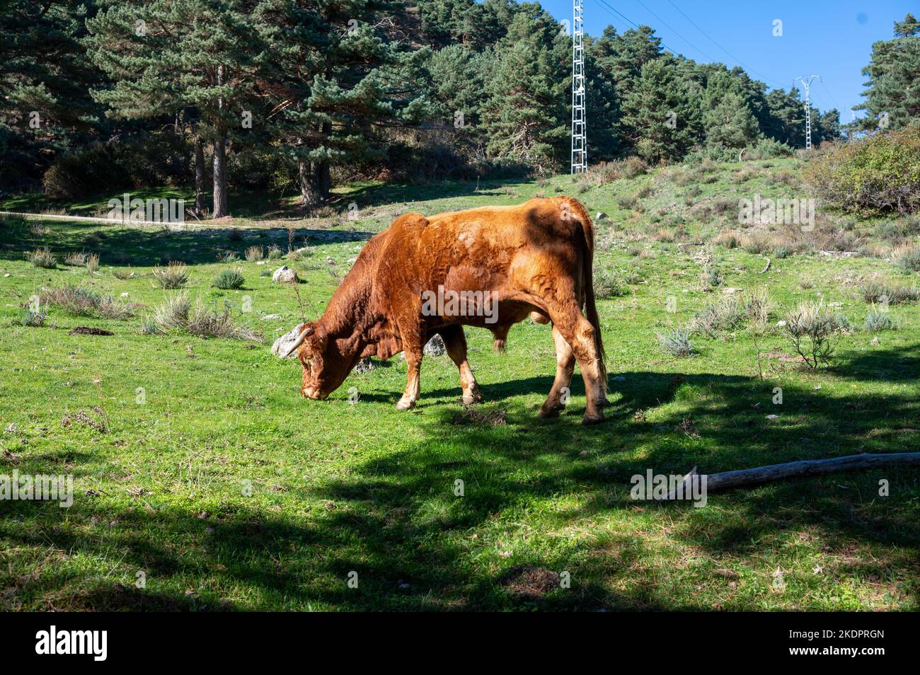 Un taureau brun manger dans un pré Banque D'Images