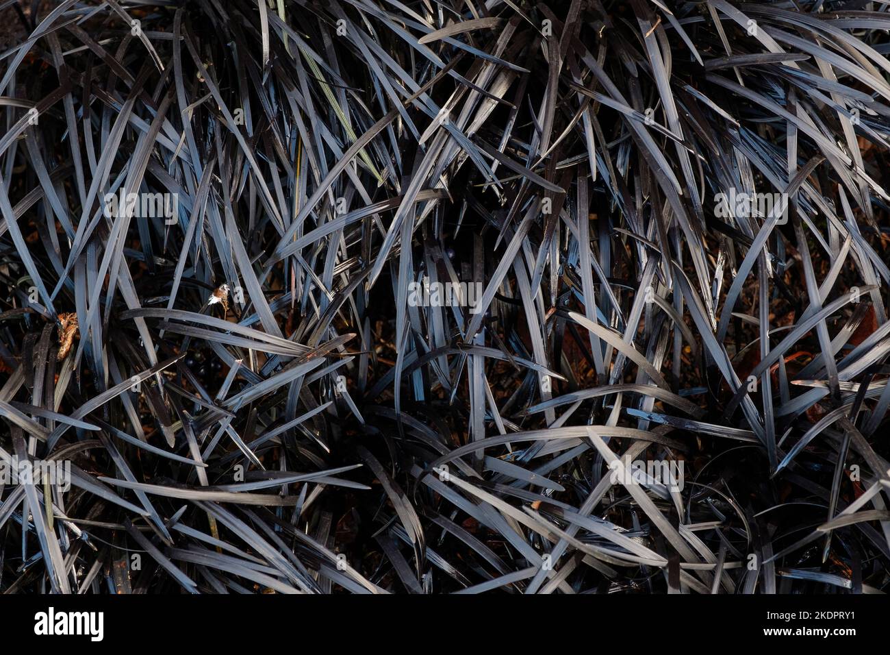 Ophiopogon planiscapus Niger, Ophiopogon planiscapus nigrescens, Black Dragon, Ebony Knight ou Arabicus Banque D'Images