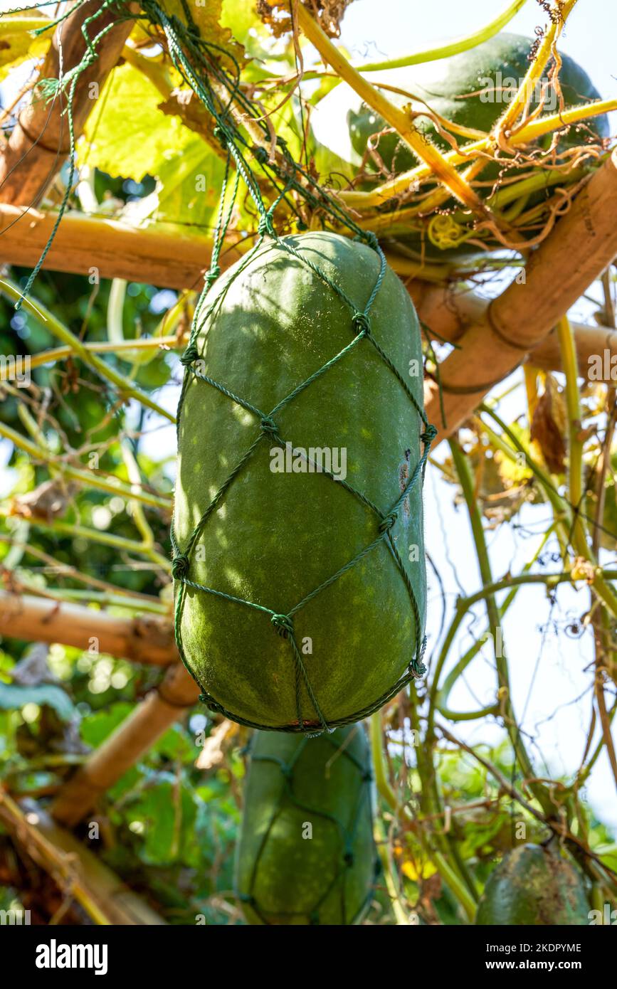 Gros plan de la culture du melon d'hiver dans le bassin de melon de la ferme Banque D'Images
