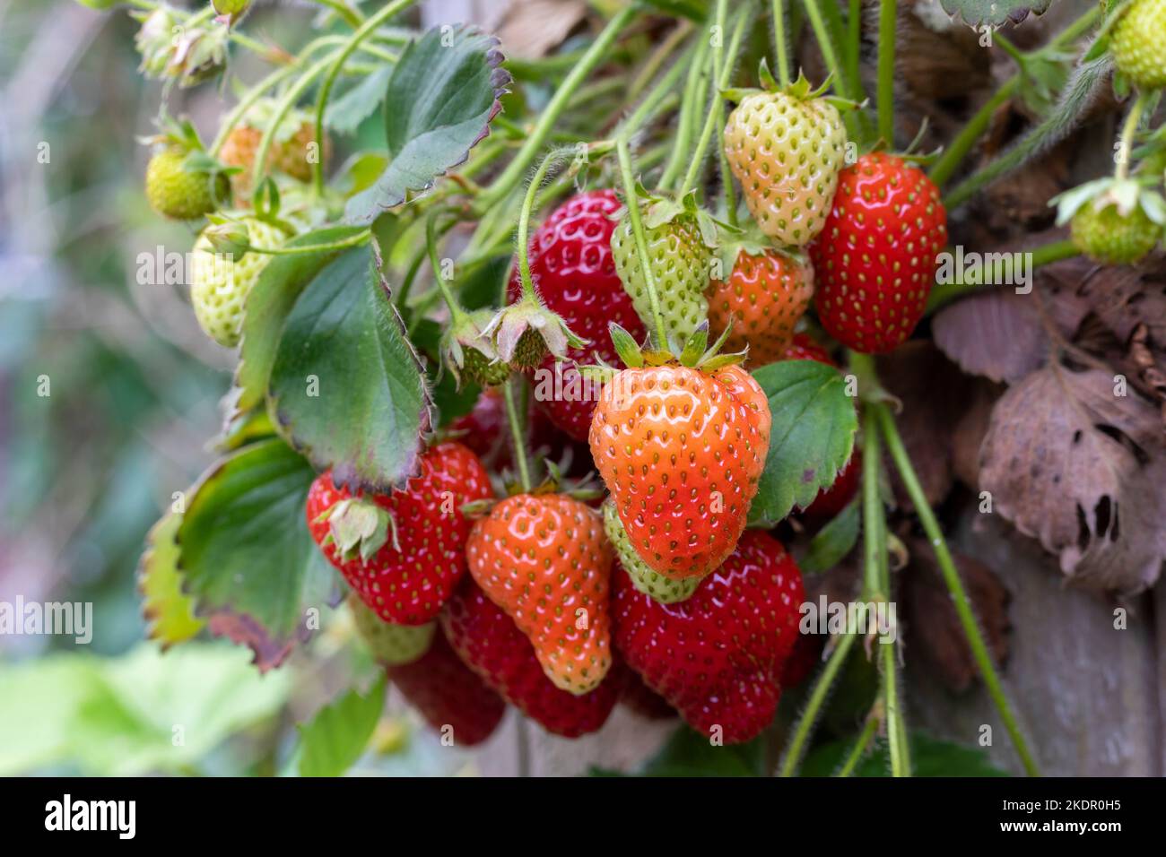 Fraises poussant à l'extérieur dans un jardinière de jardin, Sussex, Royaume-Uni Banque D'Images Fraises poussant à l'extérieur dans un jardinière de jardin, Sussex, Royaume-Uni Banque D'Images