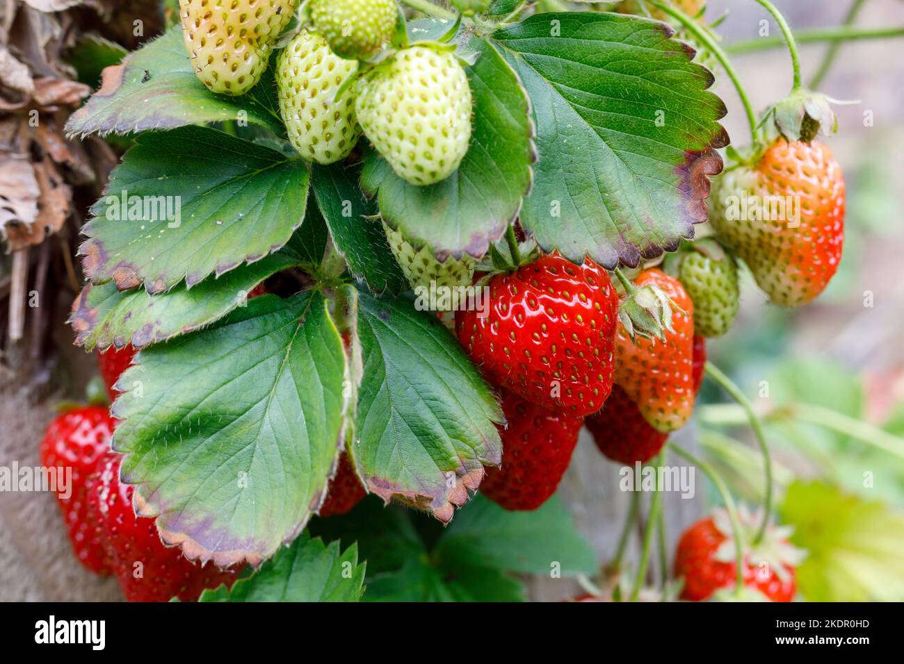 Fraises poussant à l'extérieur dans un jardinière de jardin, Sussex, Royaume-Uni Banque D'Images Fraises poussant à l'extérieur dans un jardinière de jardin, Sussex, Royaume-Uni Banque D'Images