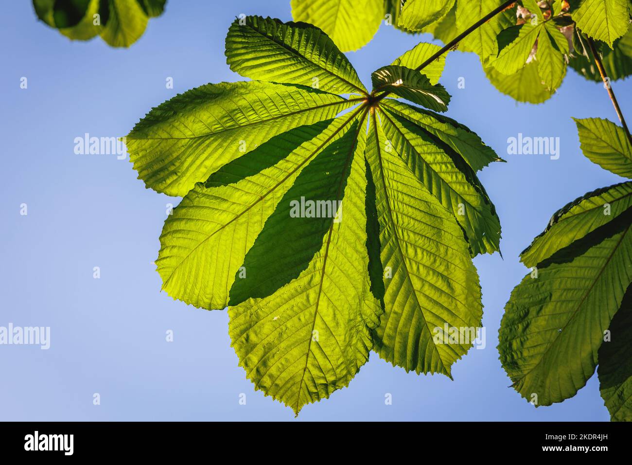 Feuille de printemps du châtaignier en Pologne Banque D'Images
