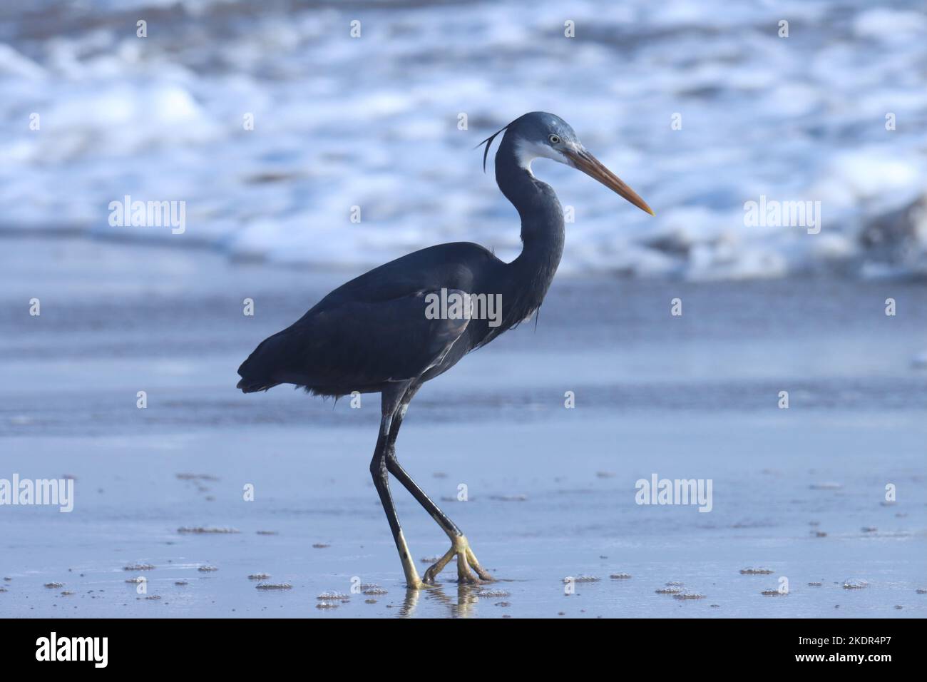 héron de récif occidental sur la plage, madhavpur, inde. Egretta gularis. Un oiseau sur la plage. Fond d'oiseau, papier peint. Oiseau aigrette. Fond naturel. Banque D'Images