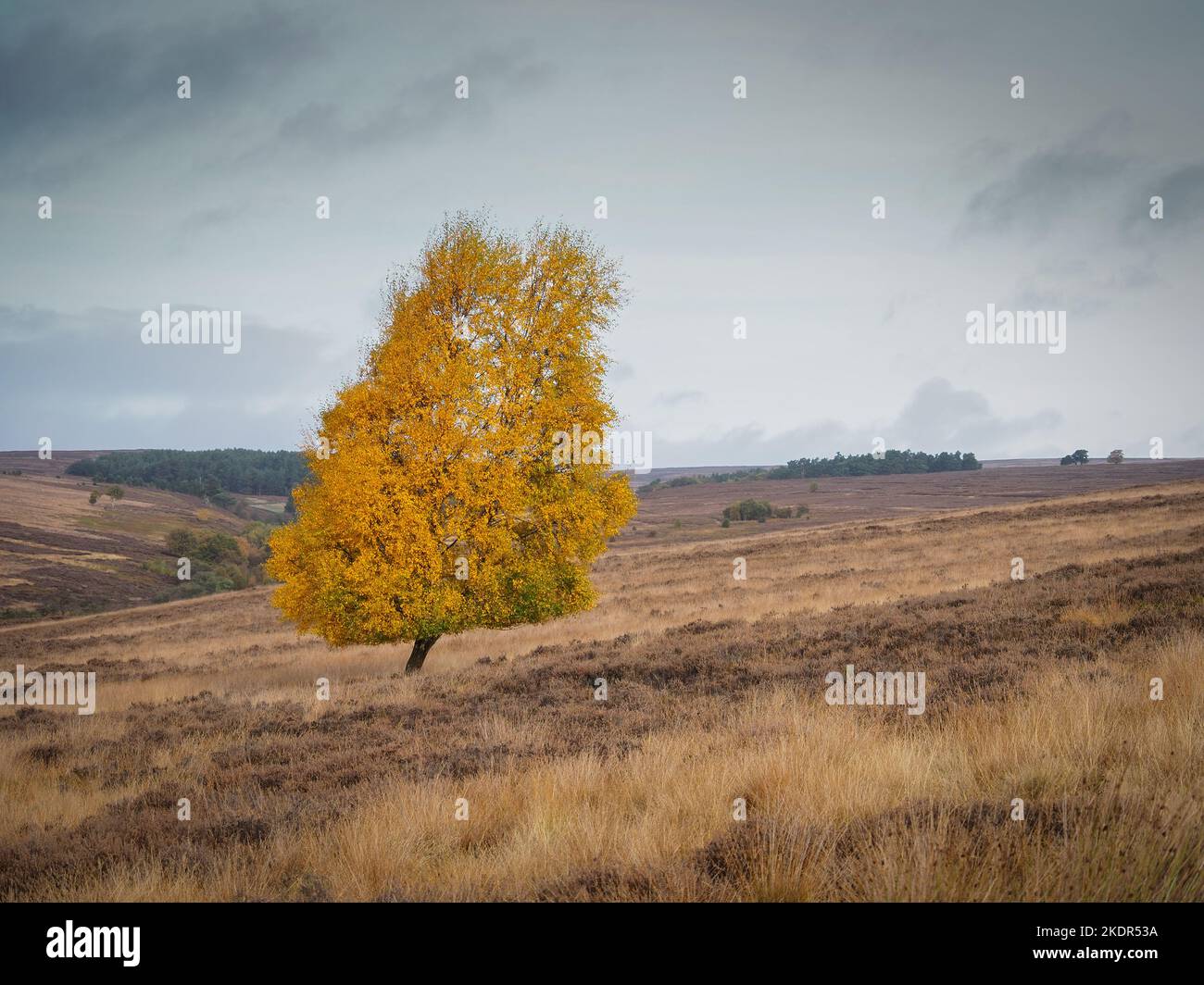 Un arbre isolé aux couleurs d'automne glorieuses sur le dessus de Spanton Moor, North York Moors Banque D'Images