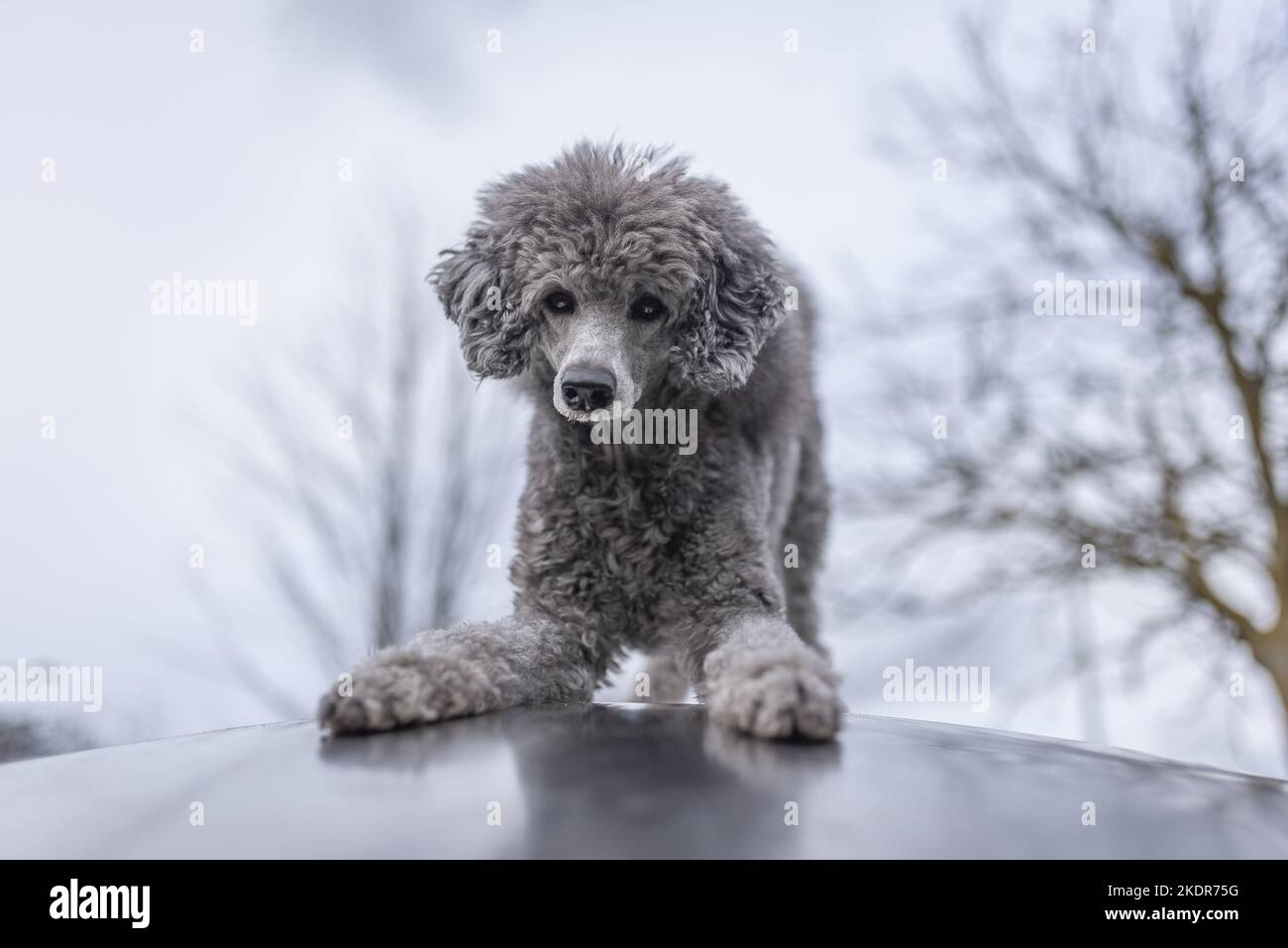 Le Royal Standard Poodle est une arnaque Banque D'Images