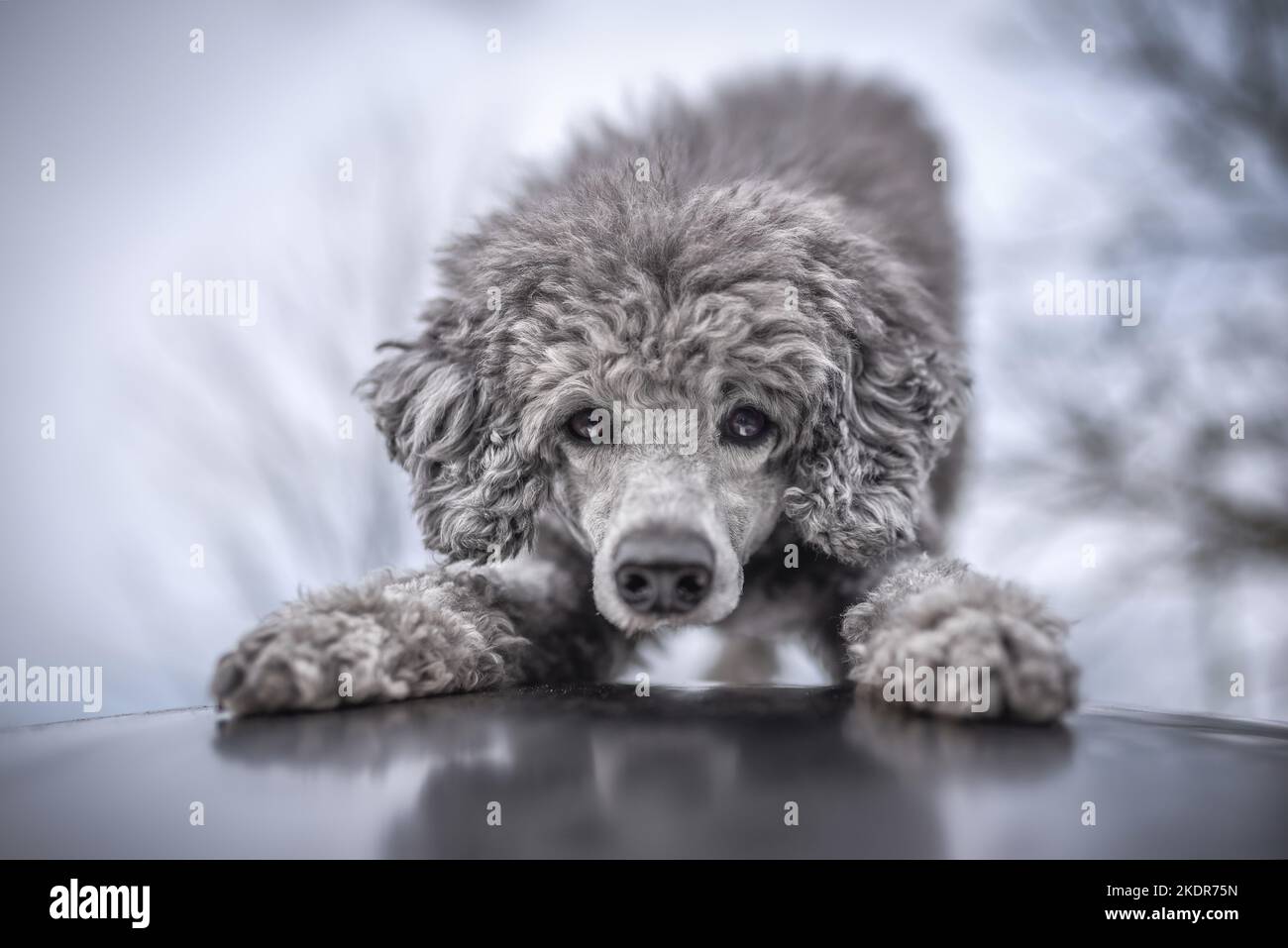 Le Royal Standard Poodle est une arnaque Banque D'Images