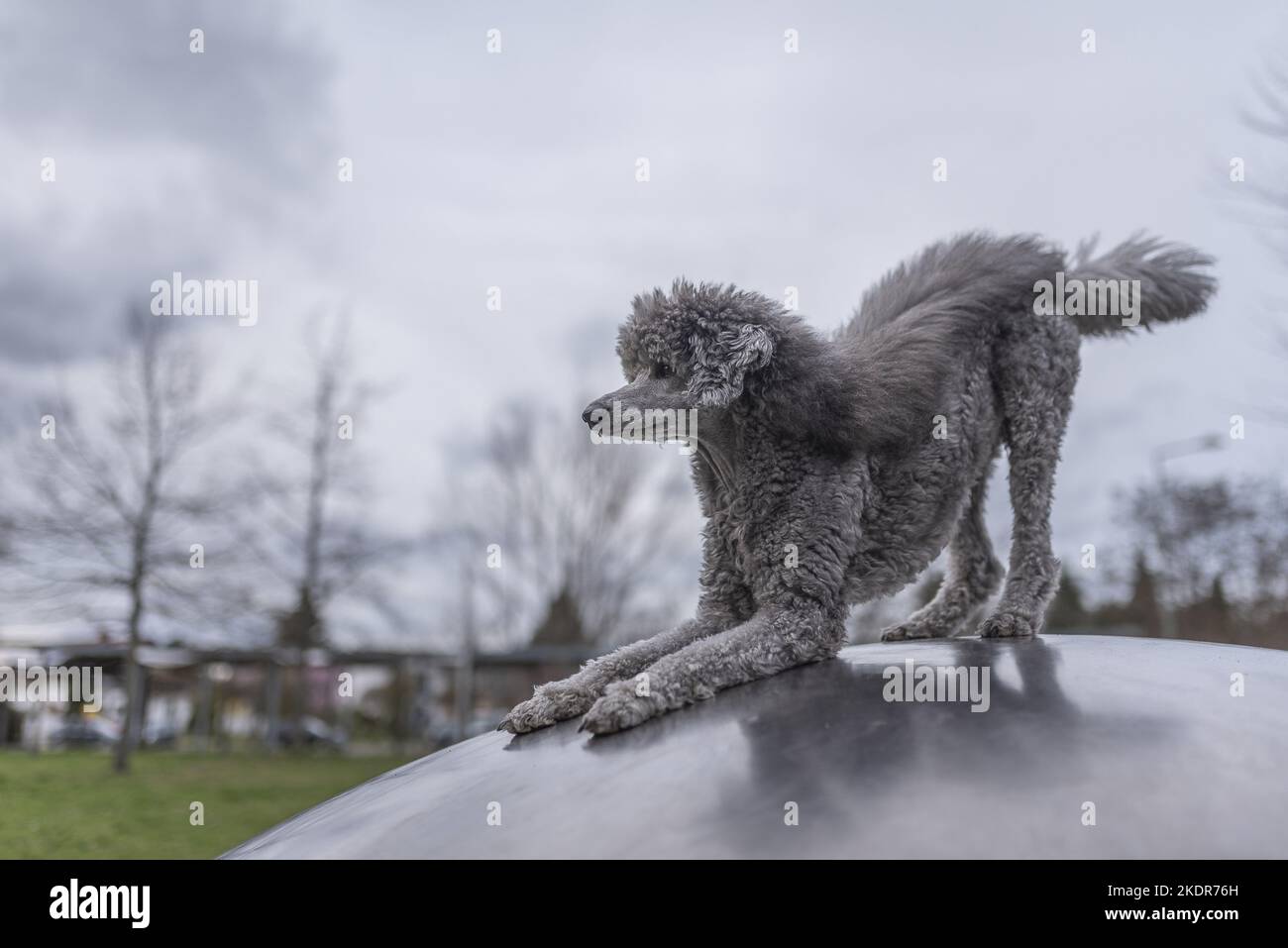 Le Royal Standard Poodle est une arnaque Banque D'Images