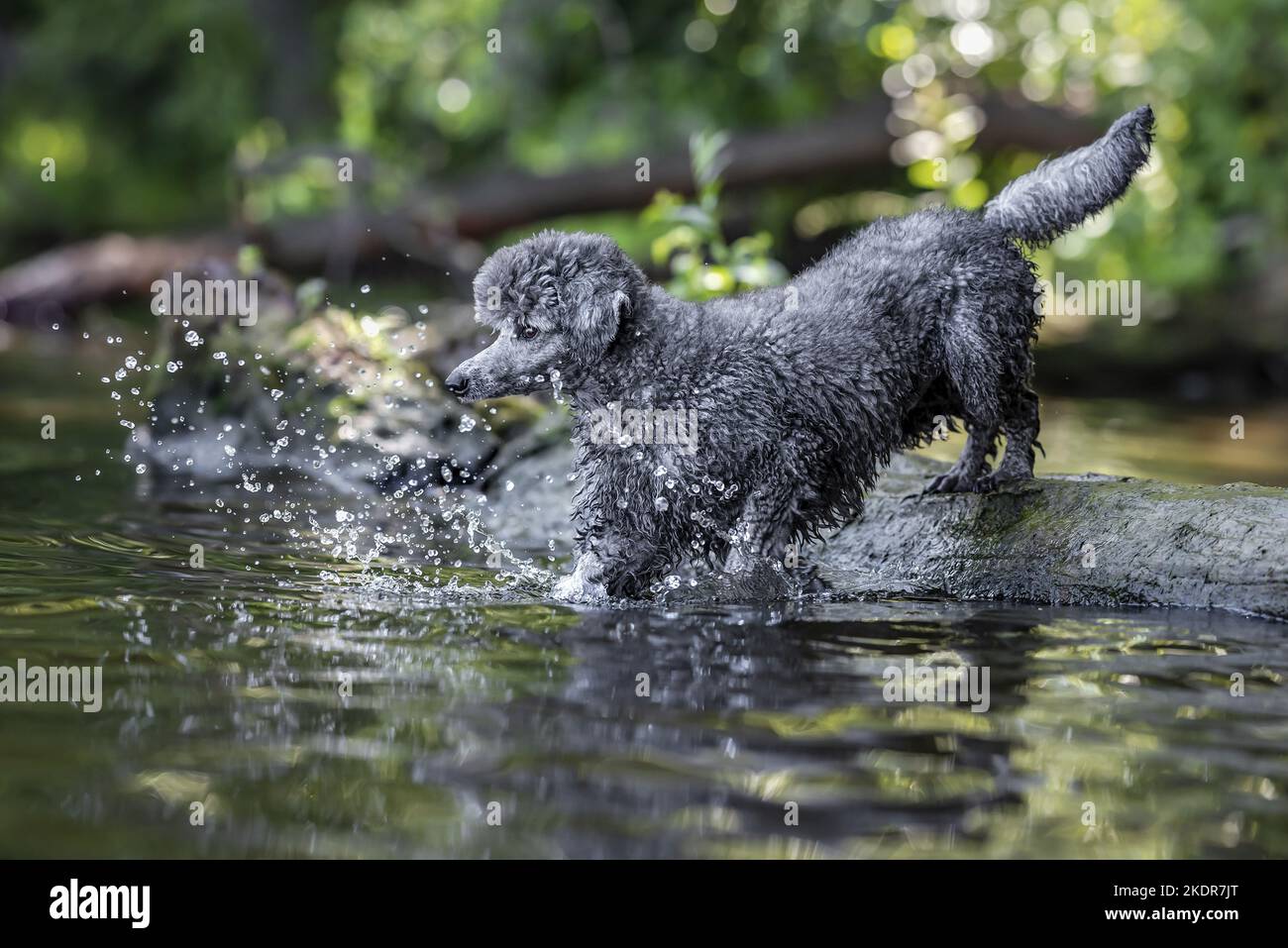 Caniche standard Royal Walking Banque D'Images