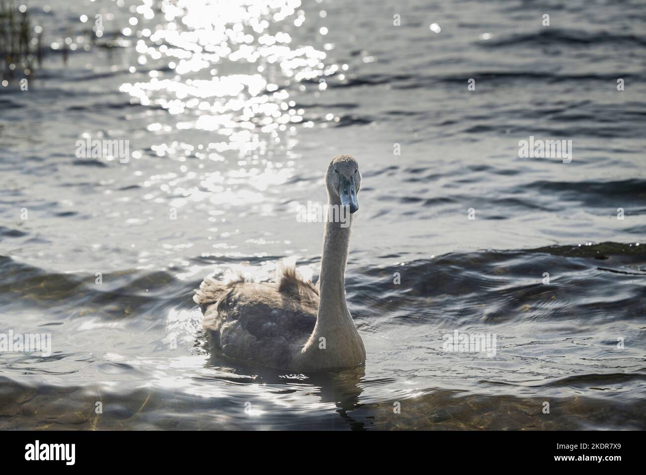 Un jeune cygne contre la lumière sur l'eau Banque D'Images