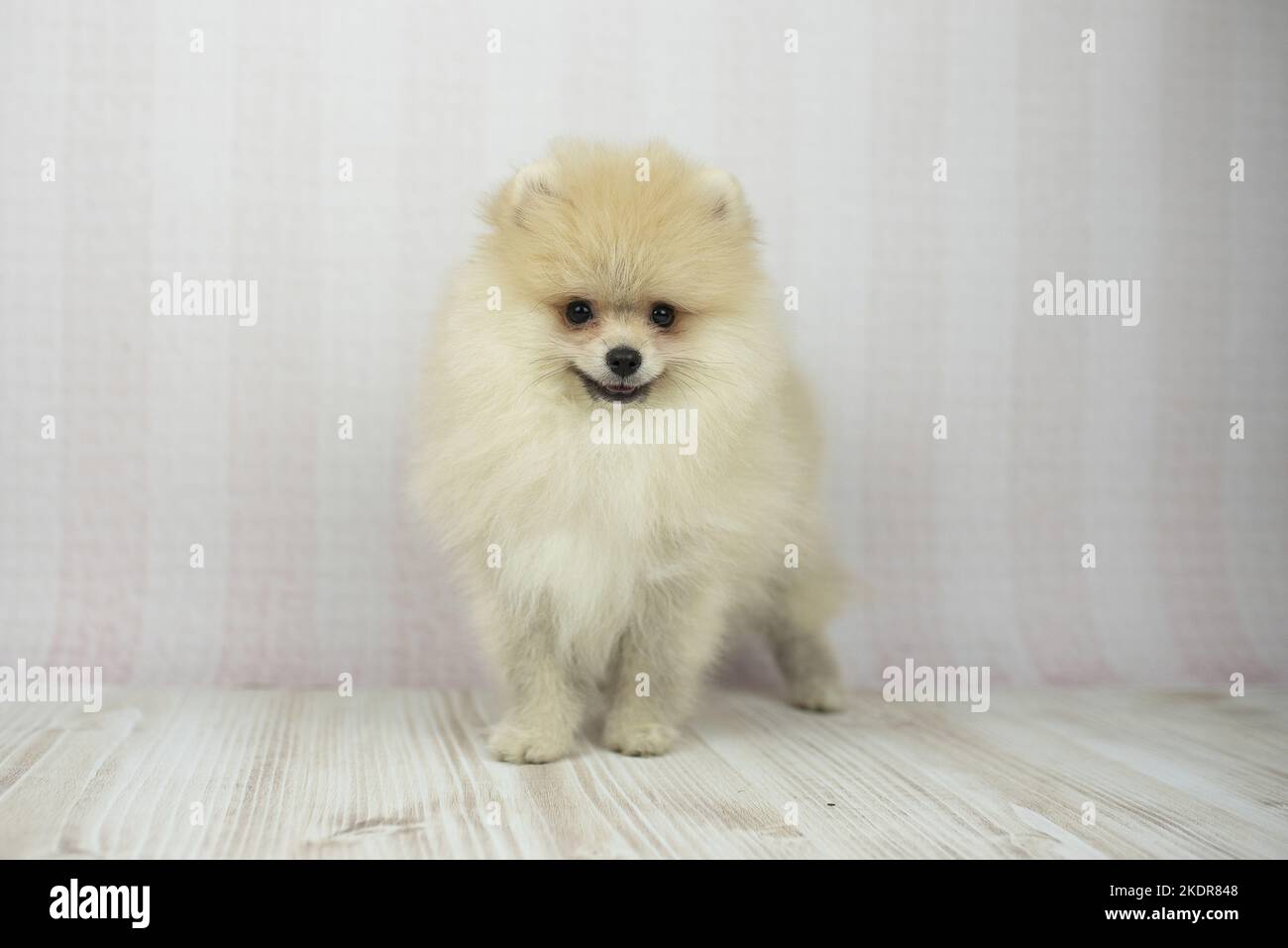 Chiot Pomeranian Banque D'Images