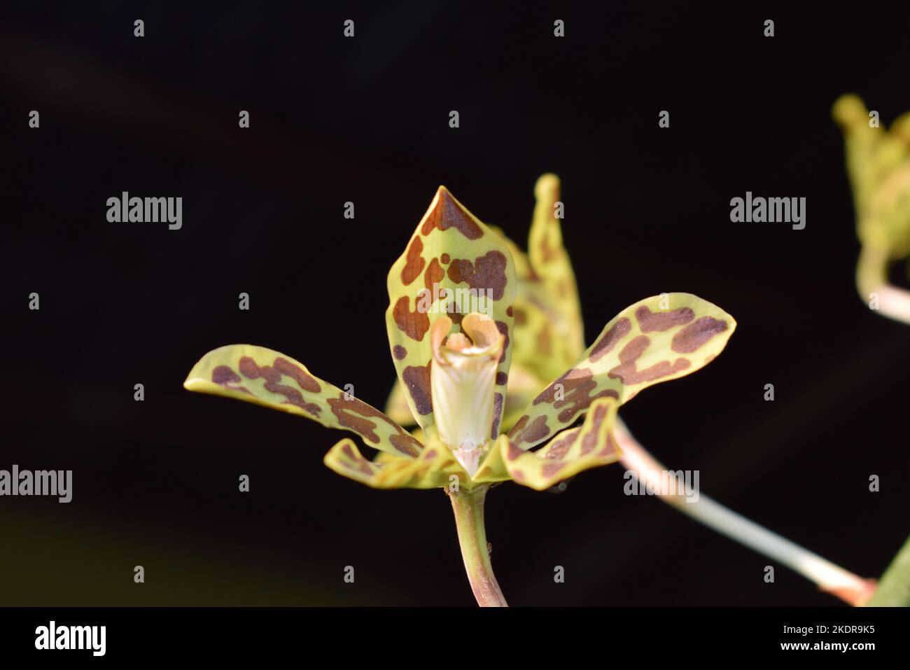Belle orchidée tigre (Grammatophyllum speciosum) fleurs dans la cour de la maison. Grammatophyllum speciosum, également appelé orchidée géante, orchidée tigrée Banque D'Images