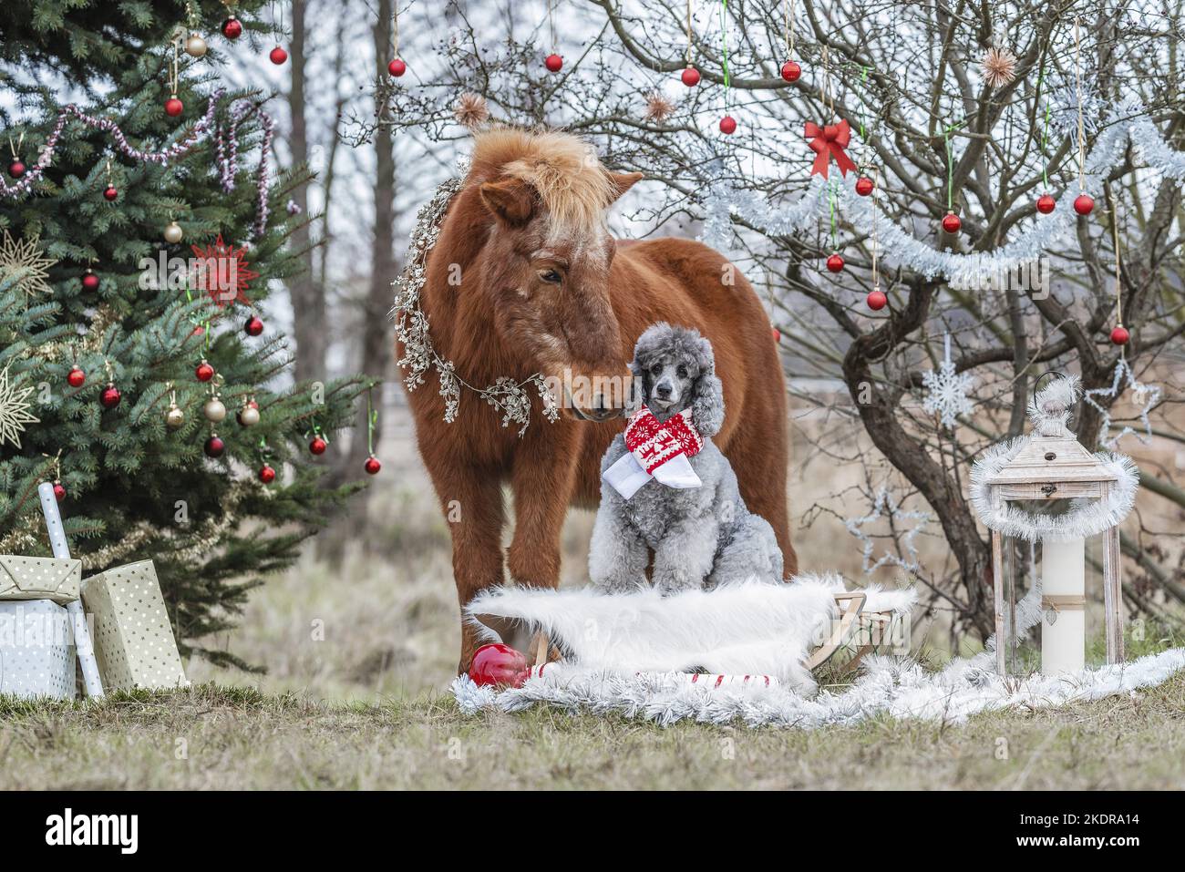 chien et cheval Banque D'Images