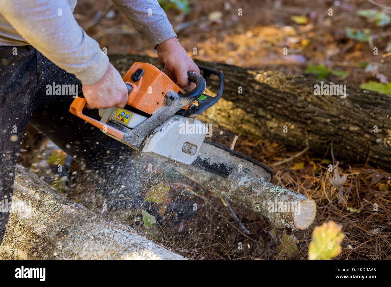 En cours de défrichement de la forêt pour une nouvelle maison, l'homme coupe des arbres avec une tronçonneuse Banque D'Images