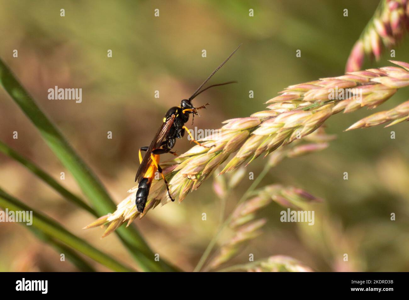 Guêpe ichneumon Banque D'Images