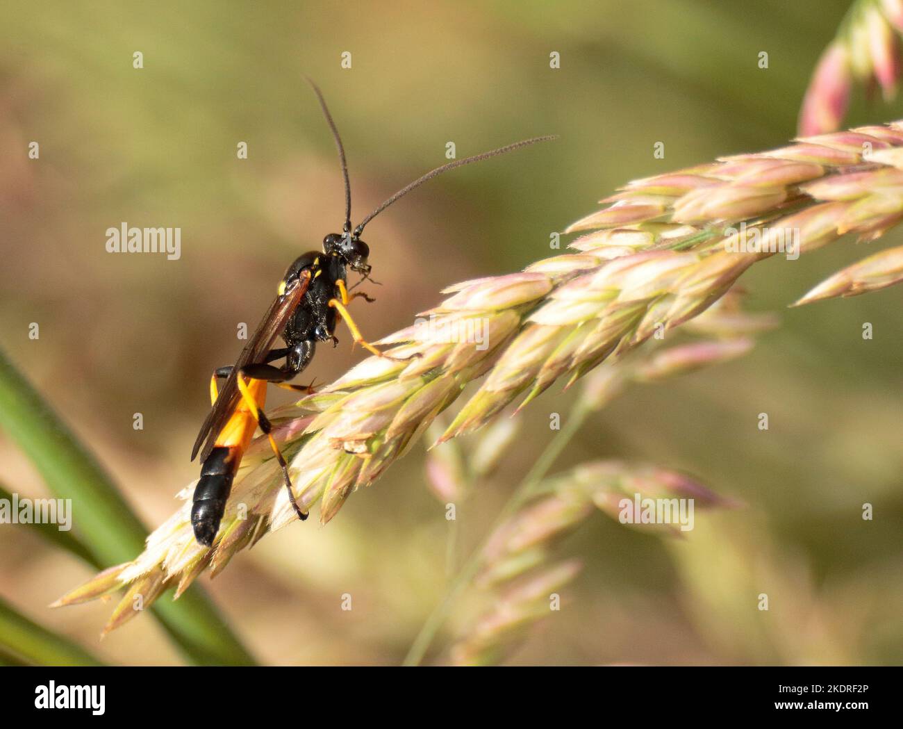 Guêpe ichneumon Banque D'Images