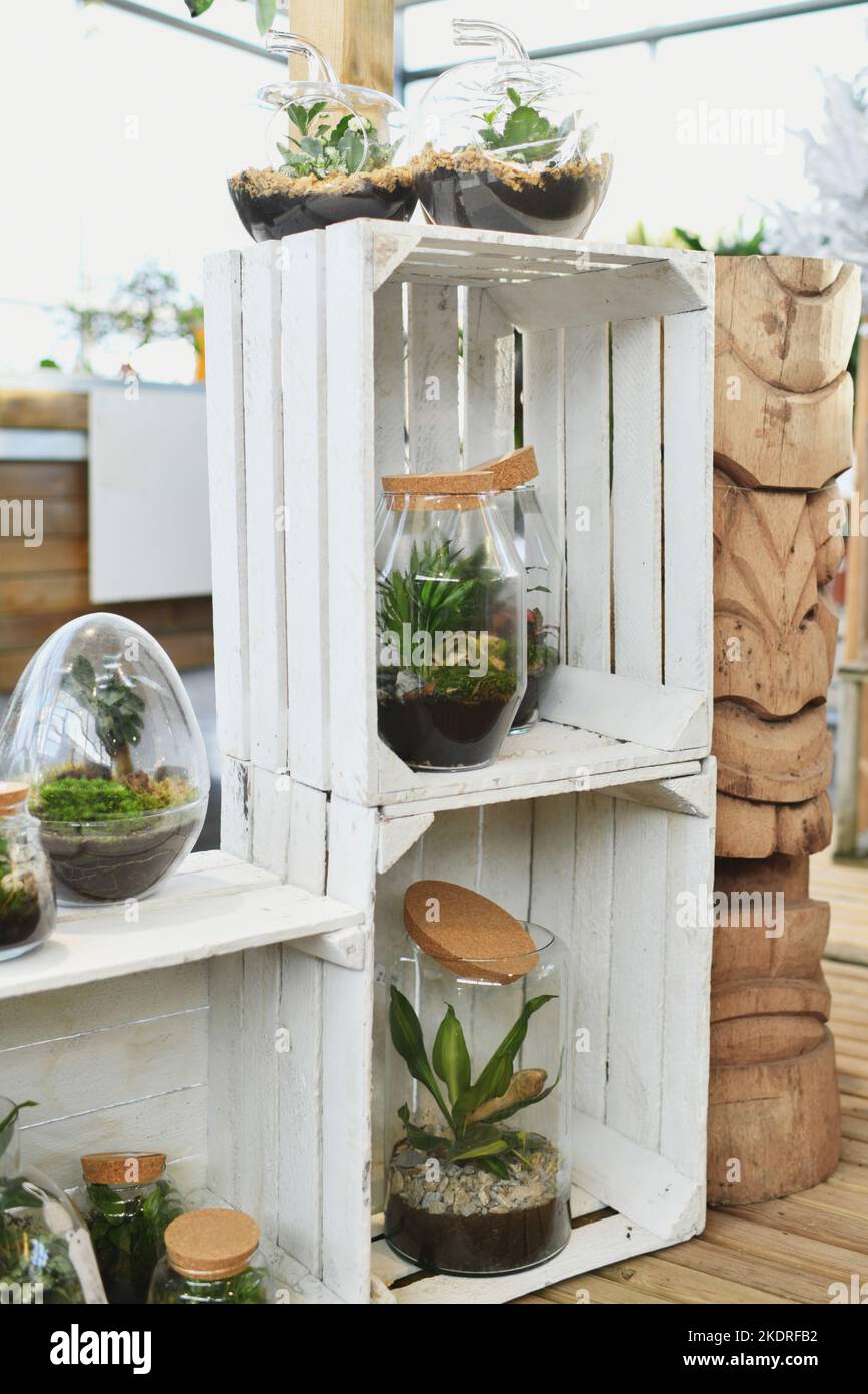 Plantes d'intérieur vertes en pots de verre Auto-écosystème. Banque D'Images
