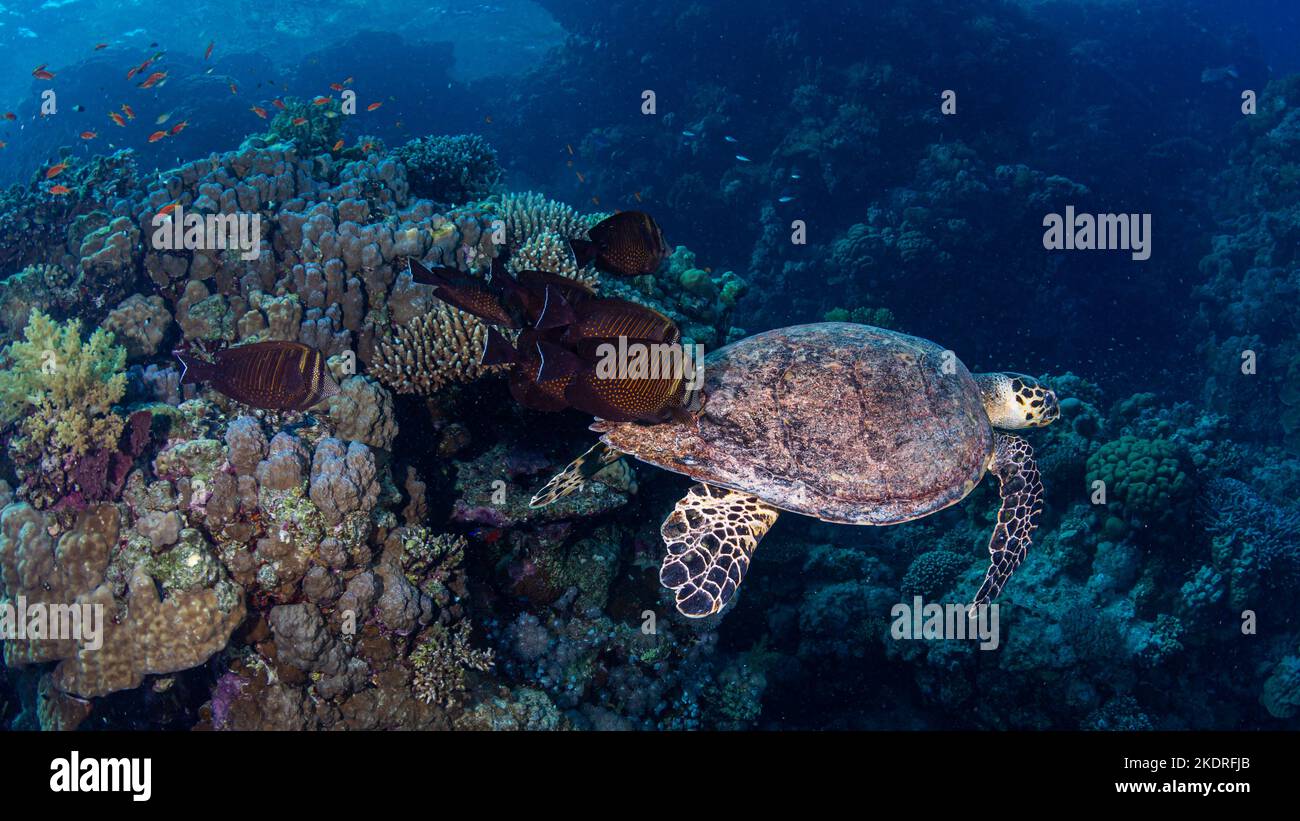 Tortue de mer avec poisson de nettoyage dans le récif de corail Banque D'Images