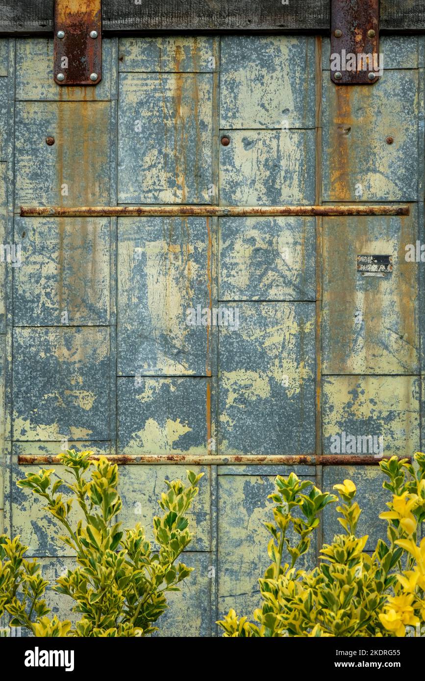 Finition décolorée sur la porte coulissante en métal avec des arbustes verts et jaunes. Banque D'Images