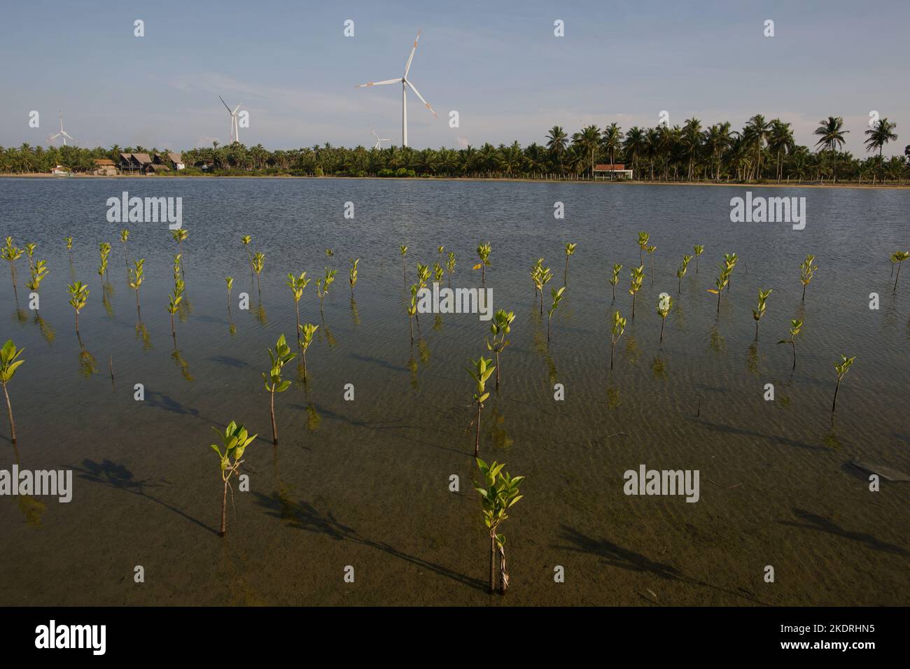 Mangroves de plantation de plantules sur la zone côtière de Kalpitiya Sri Lanka, Asie Banque D'Images