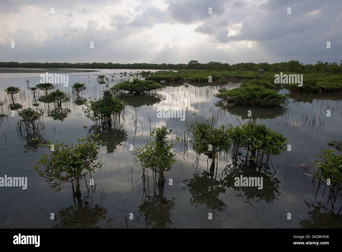 Mangroves de plantation de plantules sur la zone côtière de Trincomalee, Sri Lanka, Asie Banque D'Images