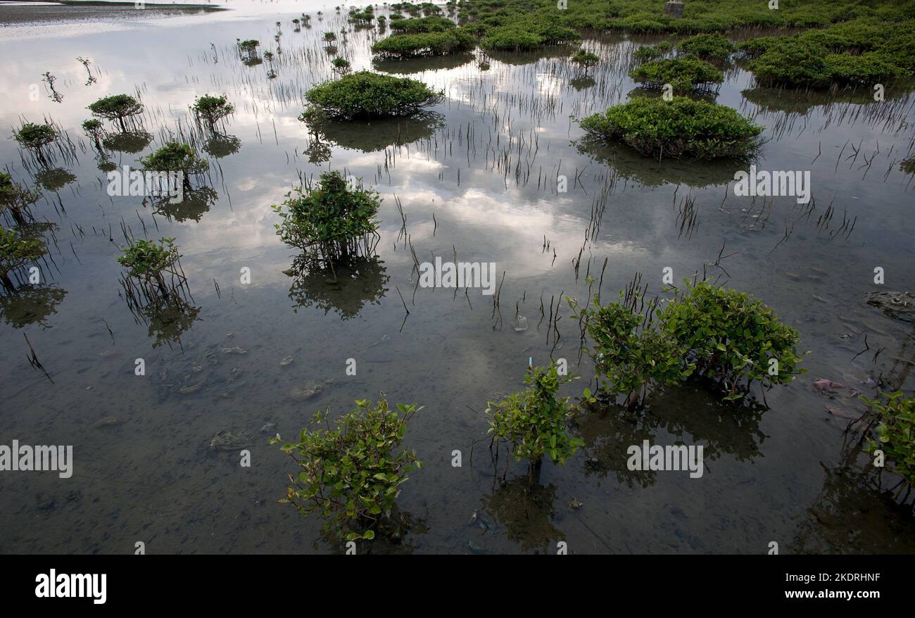 Mangroves de plantation de plantules sur la zone côtière de Trincomalee, Sri Lanka, Asie Banque D'Images