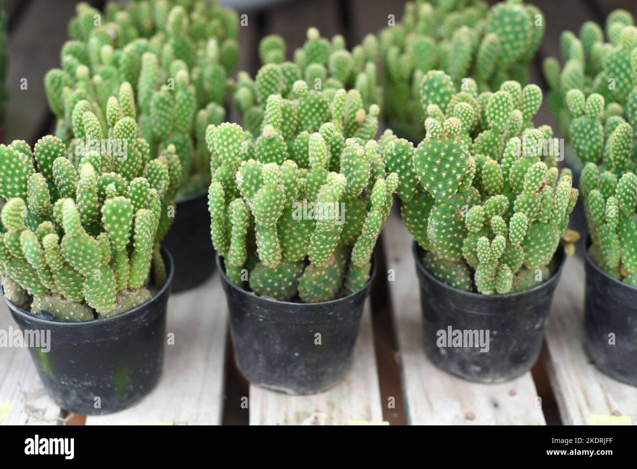 De nombreux cactus en pot d