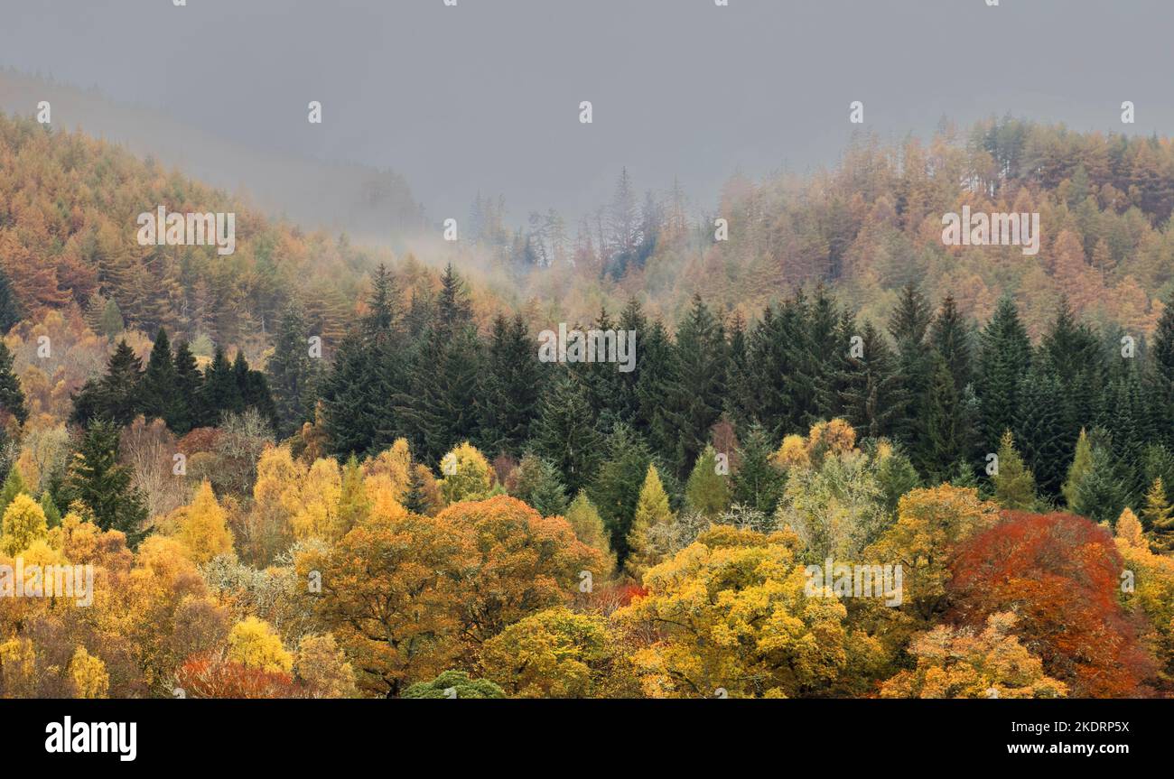 Pitlochry Perthshire Écosse Loch Faskally dense brume au-dessus de la colline couleurs d'automne dans les arbres Banque D'Images