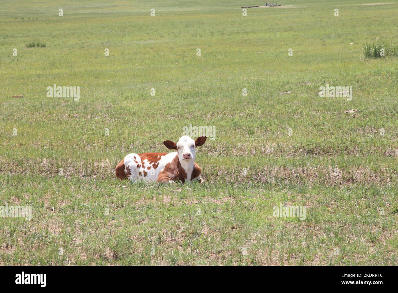 Herbage au xilingol en Mongolie intérieure bon état de bétail propre Banque D'Images