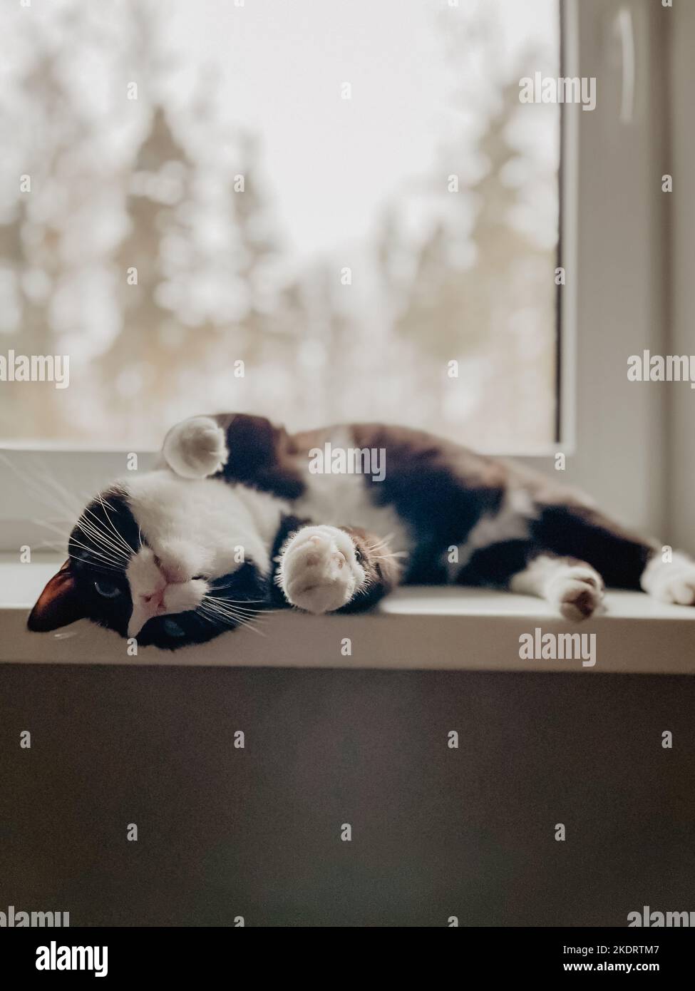 chat noir avec un cou blanc et le ventre est couché sur un rebord de fenêtre en plastique blanc avec des pattes surélevées sur son dos. Banque D'Images