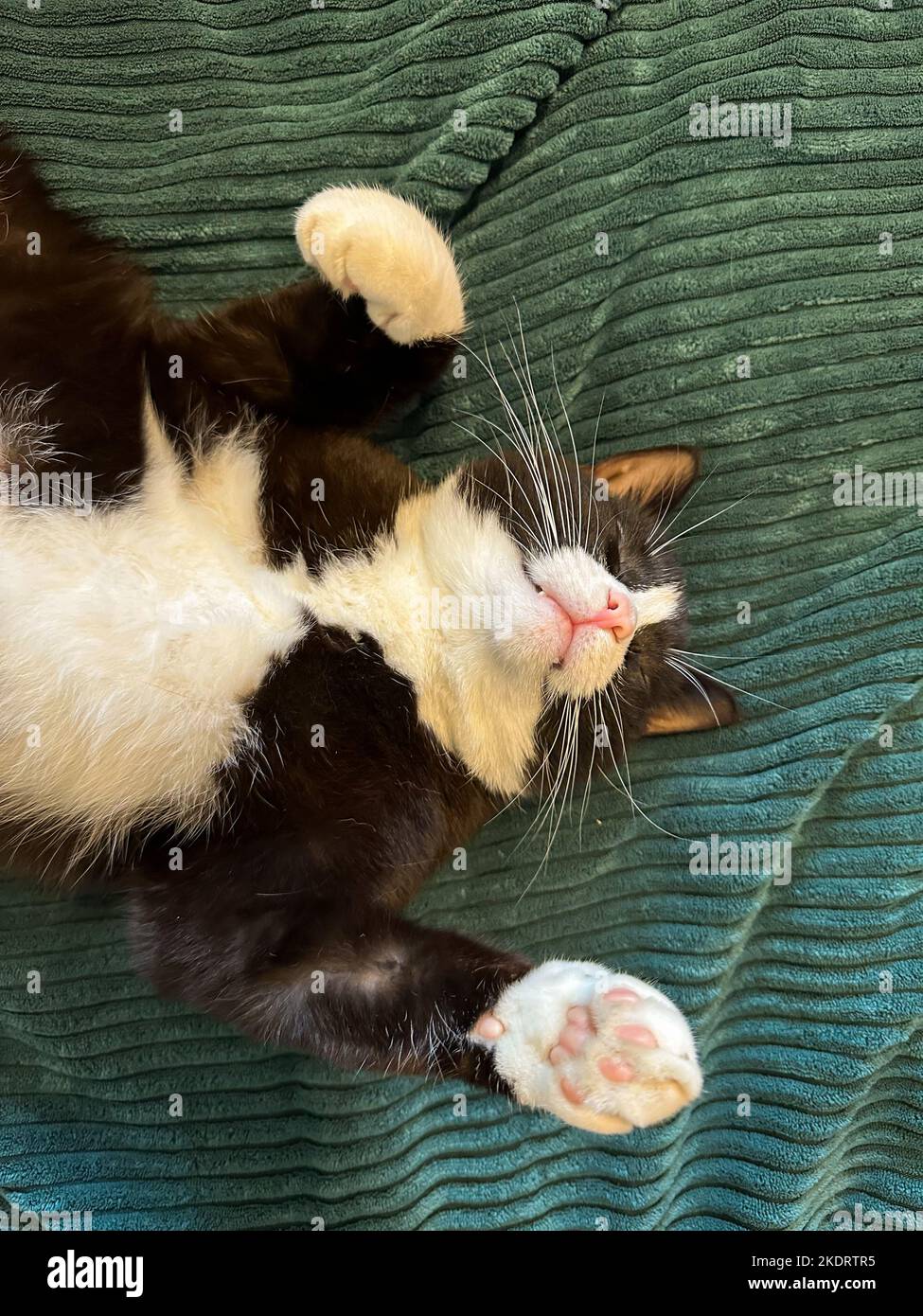 Chat Noir Pattes Blanches Banque De Photographies Et D Images A Haute Resolution Alamy