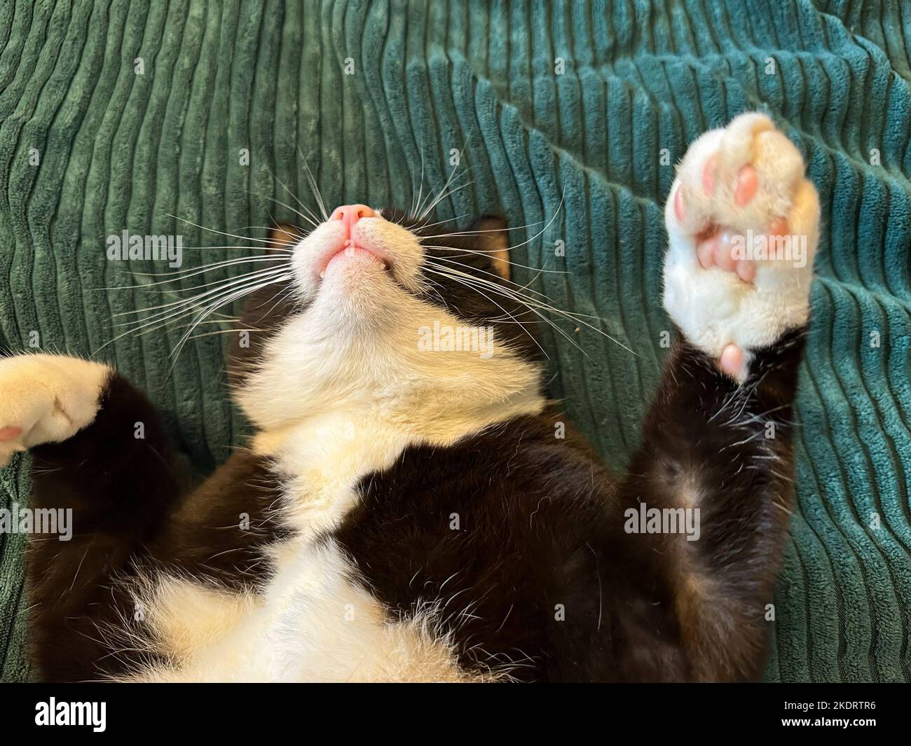 chat noir avec un ventre blanc et des pattes est couché avec ses pattes dans l'air sur son dos dans une couverture verte. Le chat a des dents visibles. Banque D'Images