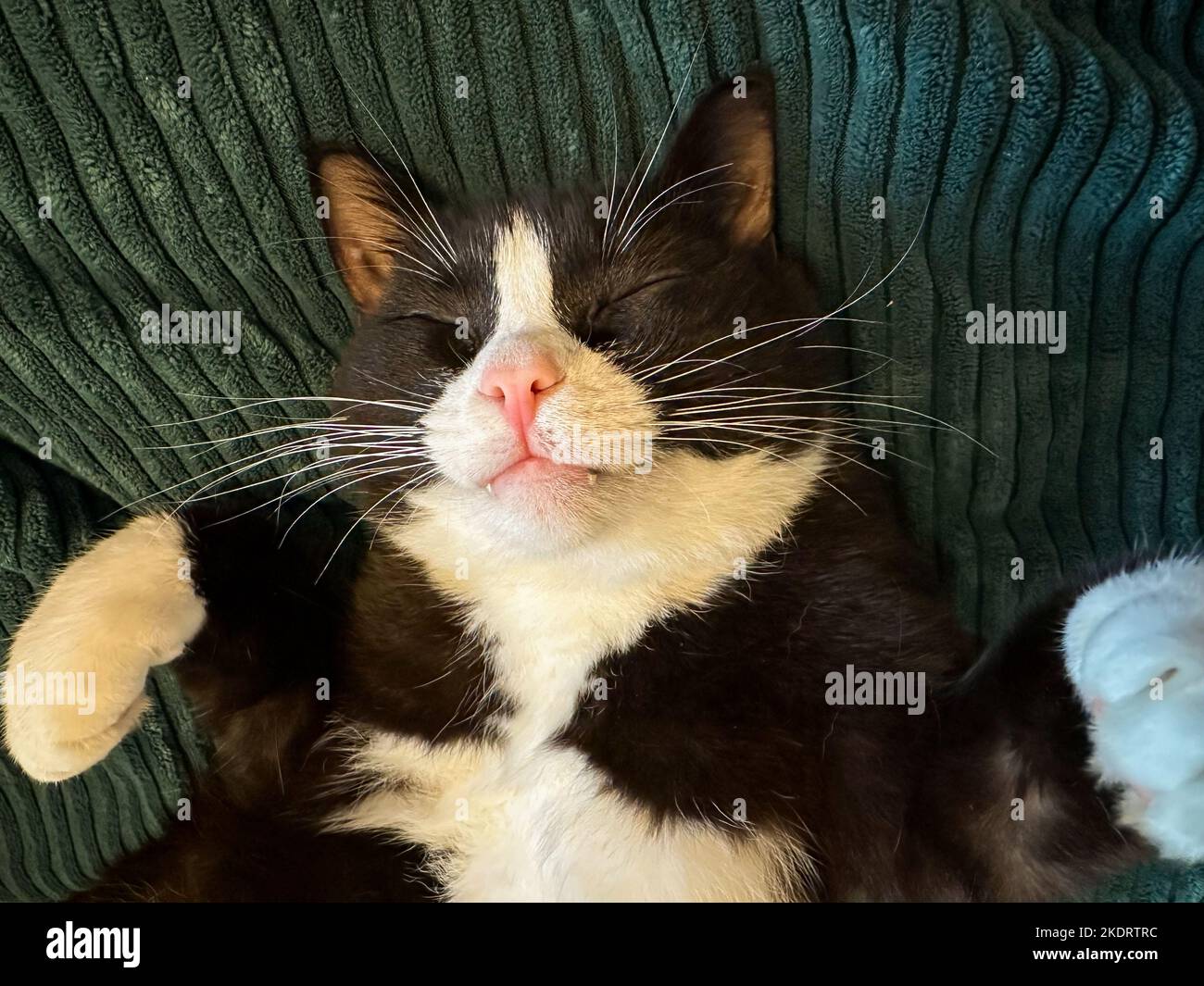chat noir avec un ventre blanc et des pattes est couché avec ses pattes dans l'air sur son dos dans une couverture verte. Le chat a des dents visibles. Banque D'Images
