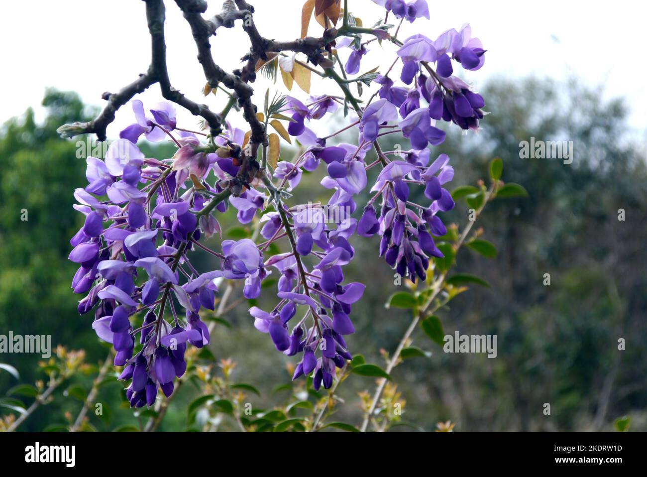 Purple/Mauve Wisteria,Brachybotrys,'Murasaki Kapitan'(Silky Wisteria) fleurs cultivées à RHS Garden Rosemoor, Torrington, Devon, Angleterre, Royaume-Uni. Banque D'Images