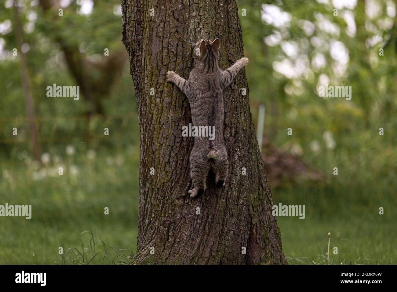 escalade de chat Banque D'Images