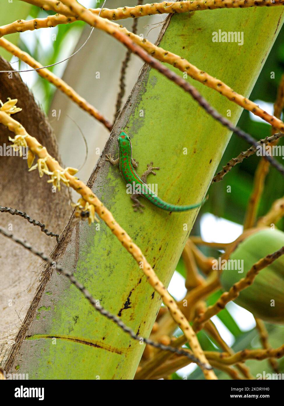 Gecko sur une feuille de palmier sur la plage de Roche Noir à Maurice Banque D'Images