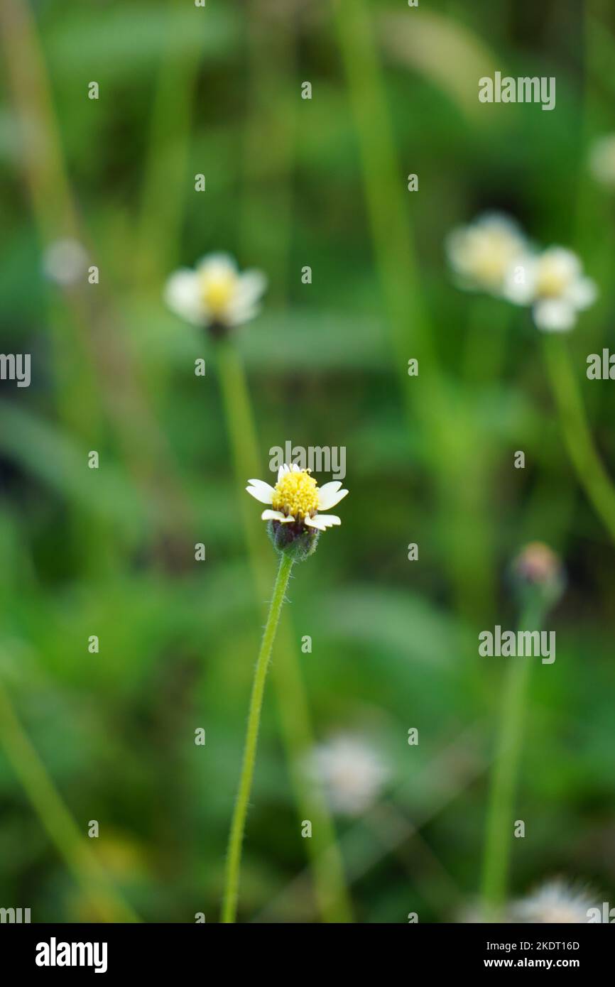 Bidens pilosa (également appelé keul kebo, keul sapi, jaringan, caringan, lanci thuwa, lancing thuwa) avec un fond naturel Banque D'Images