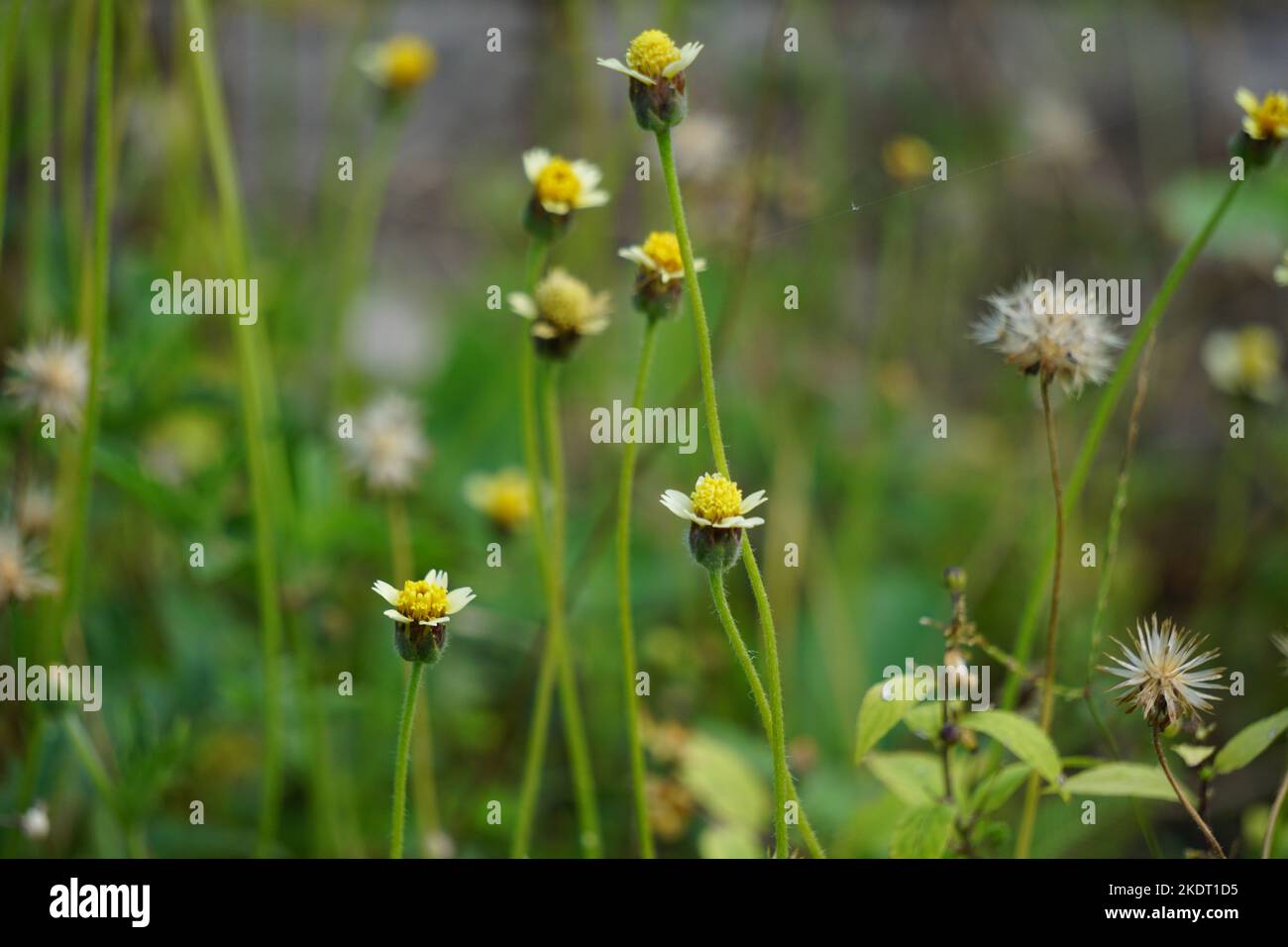 Bidens pilosa (également appelé keul kebo, keul sapi, jaringan, caringan, lanci thuwa, lancing thuwa) avec un fond naturel Banque D'Images