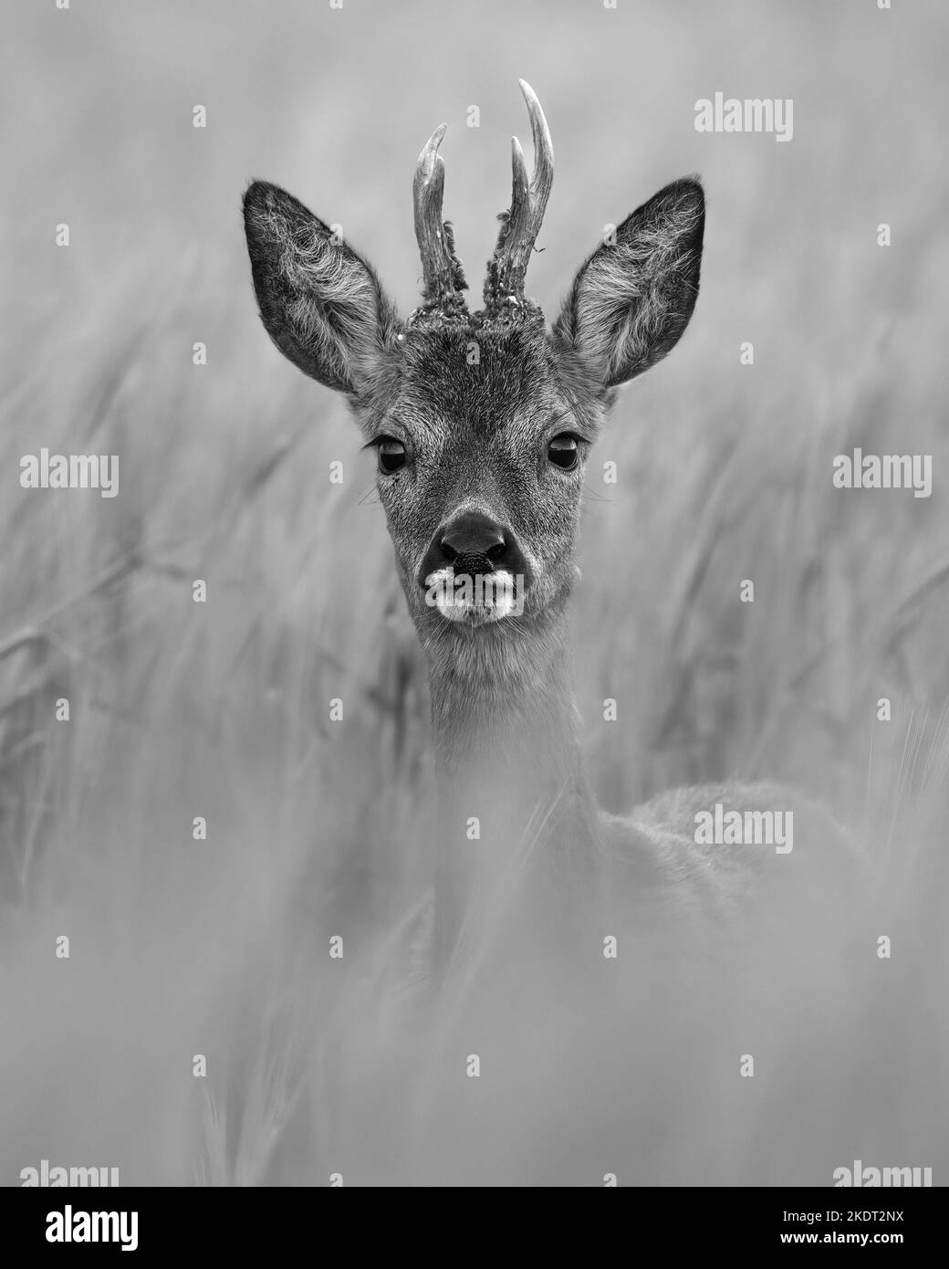 Photographie en noir et blanc d'un jeune cerf de Virginie Banque D'Images