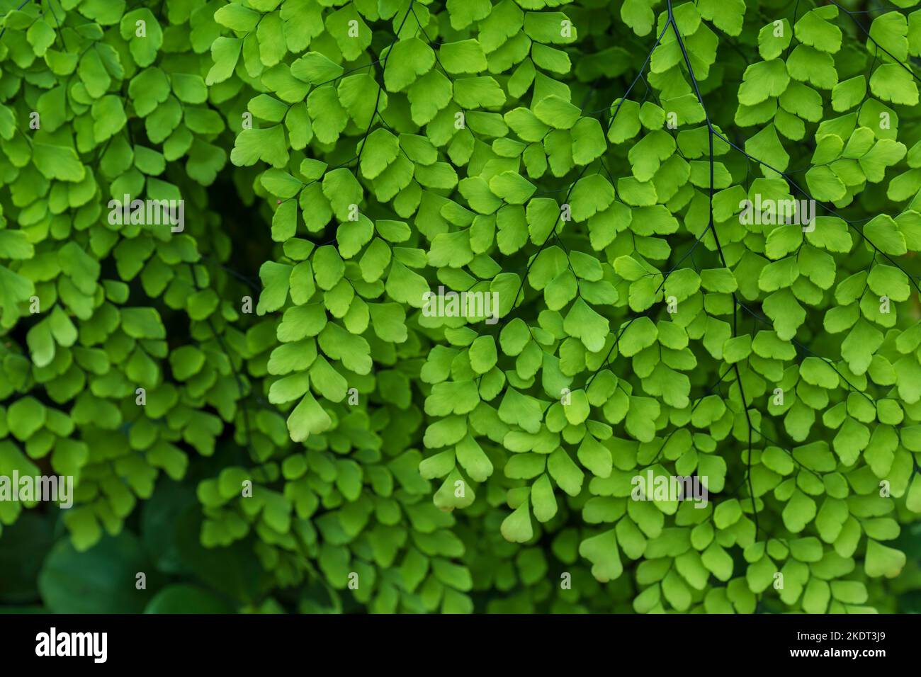 Nature des feuilles vertes dans le jardin en été avec la lumière du soleil. Plantes à feuilles vertes naturelles utilisant comme arrière-plan de printemps environnement écologie ou verdure wallpap Banque D'Images