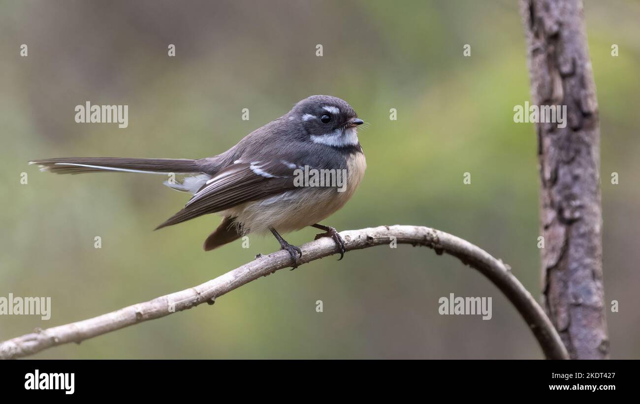 Queue grise (Rhipidura albiscapa), parc national de Lane Cove, Sydney Banque D'Images