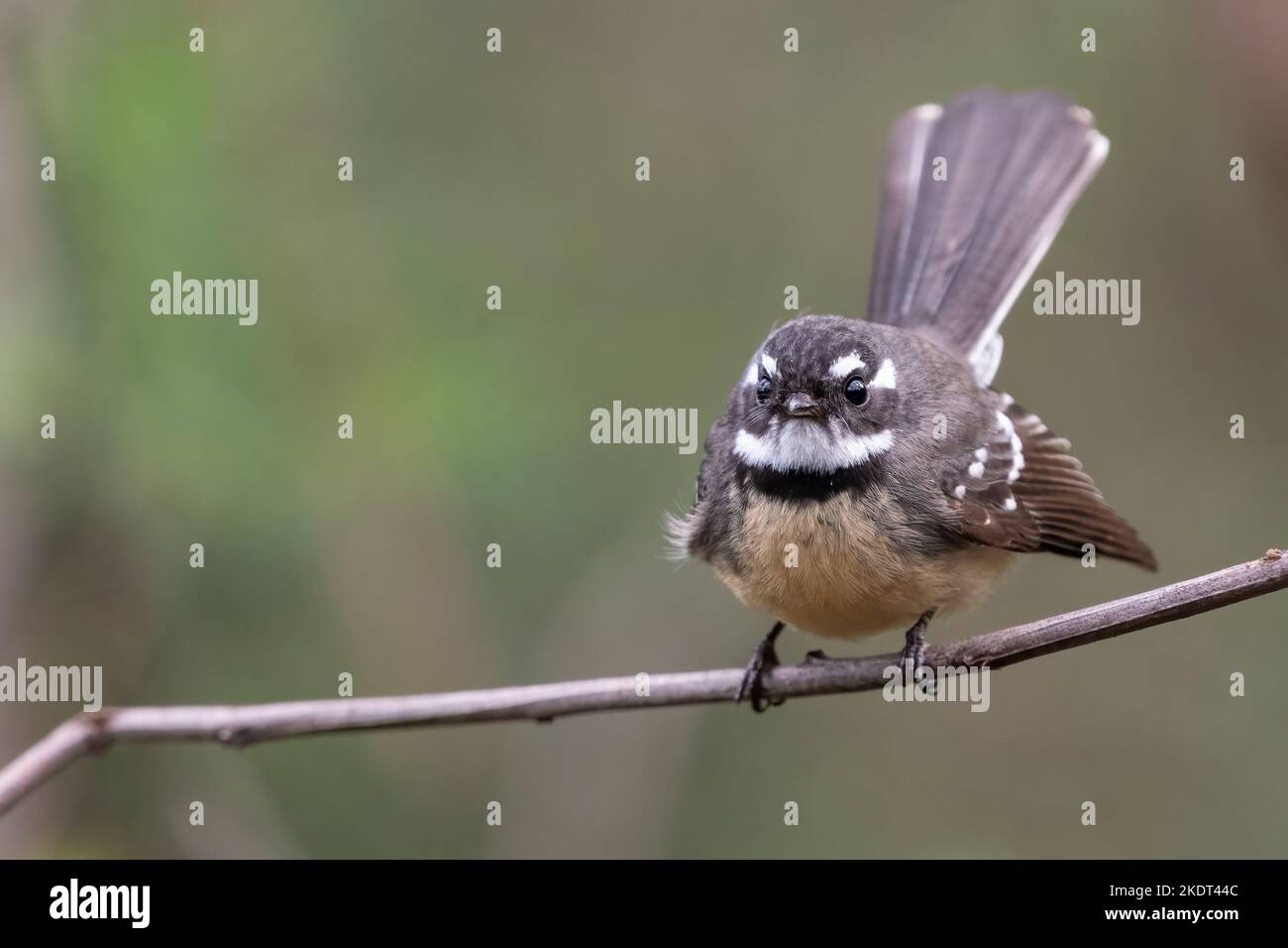 Queue grise (Rhipidura albiscapa), parc national de Lane Cove, Sydney Banque D'Images